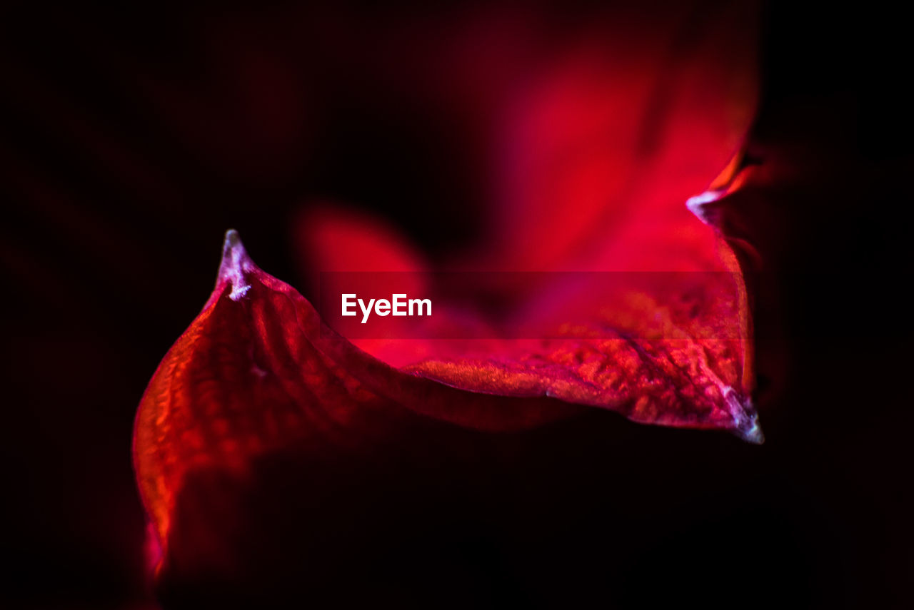 Close-up of amaryllis petal against black background