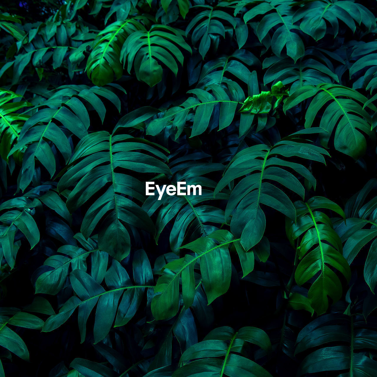 Full frame shot of plants