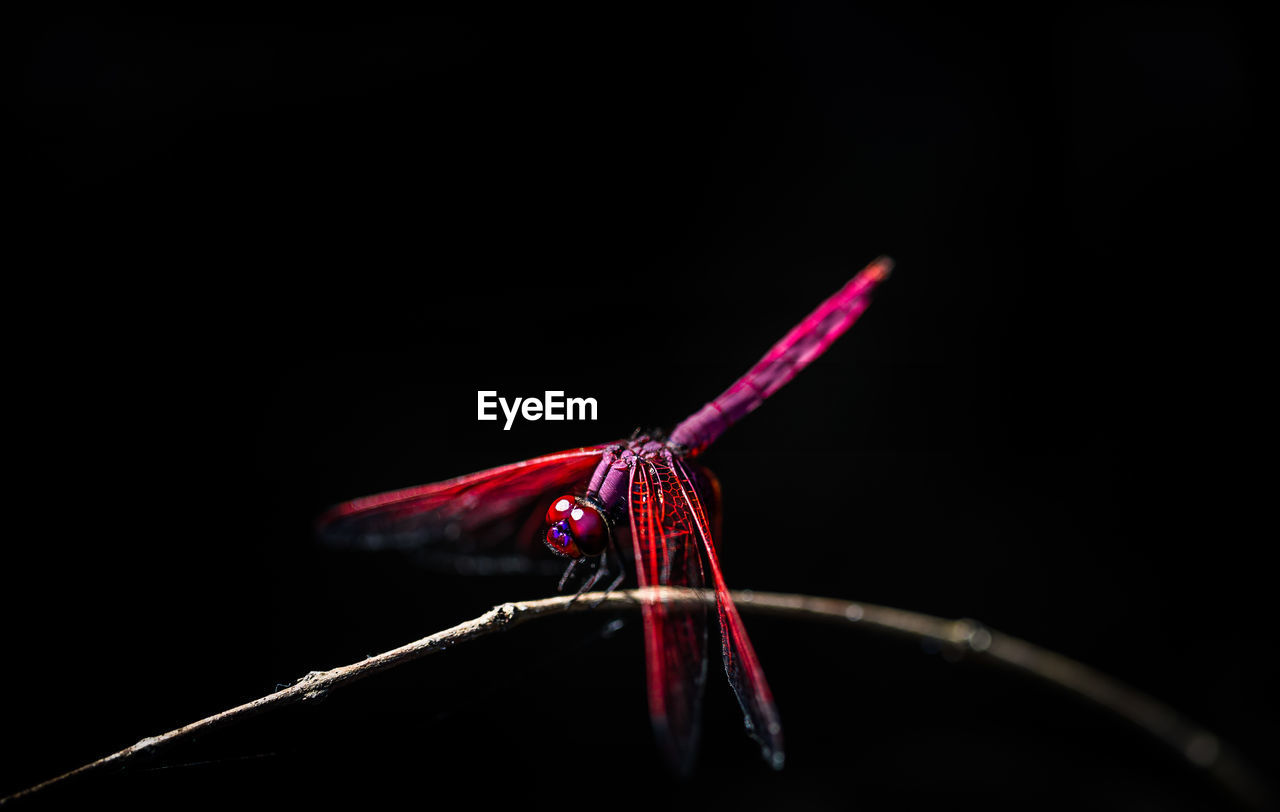 Close-up of dragonfly perching on branch against black background