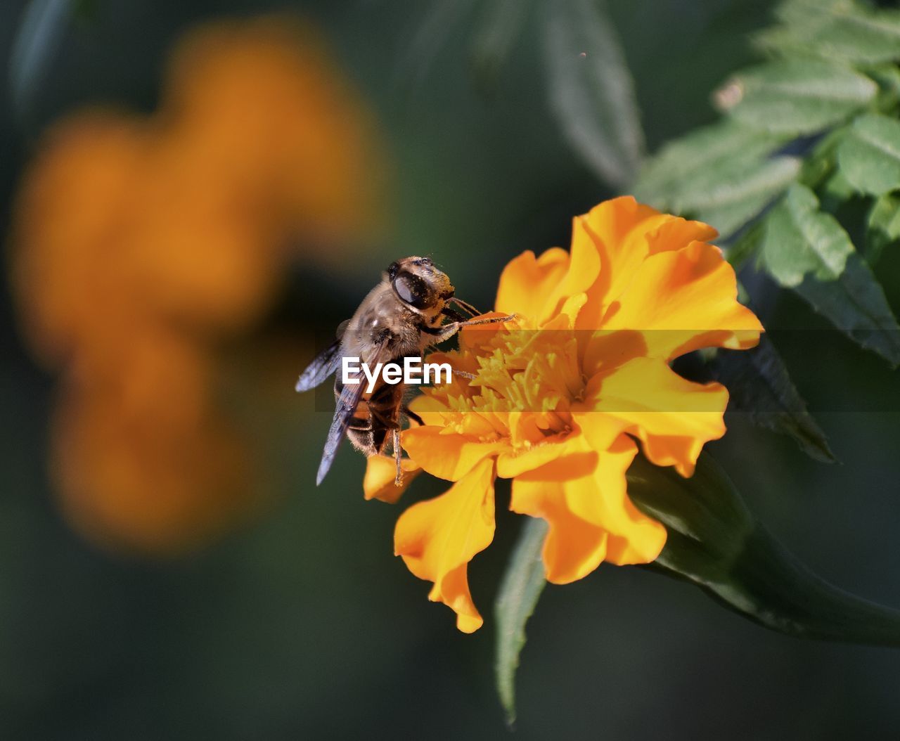 CLOSE-UP OF BEE ON FLOWER