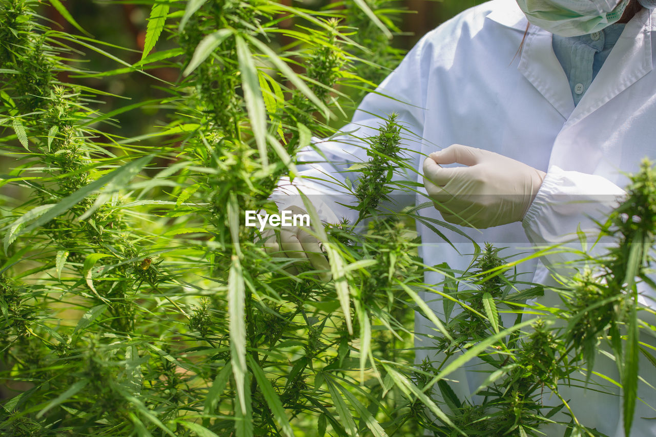 Portrait of scientist checking hemp plants and cannabis flowers in a greenhouse. 