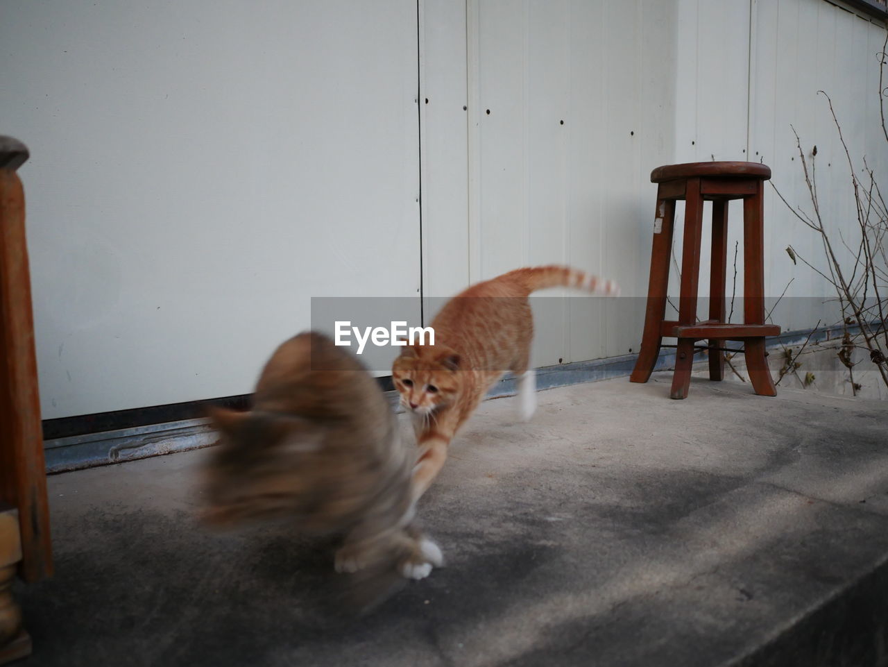 BROWN CAT ON FLOOR