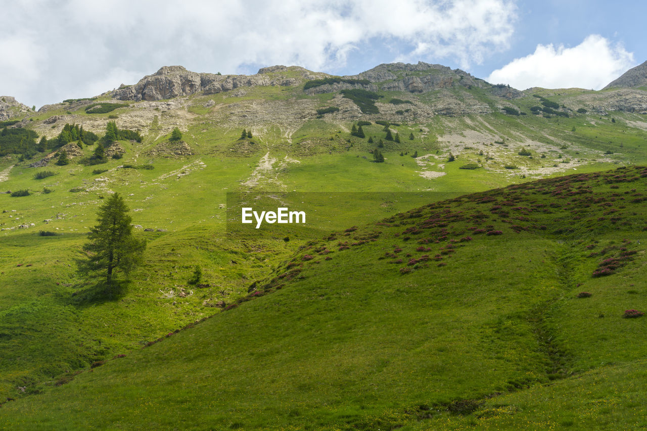 IDYLLIC SHOT OF GREEN LANDSCAPE AGAINST SKY