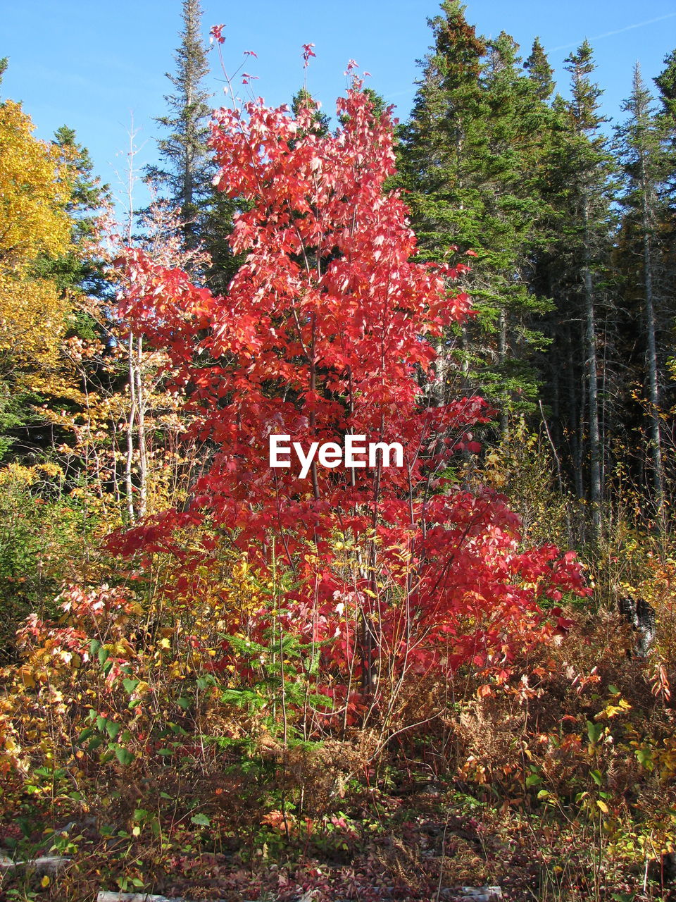 LOW ANGLE VIEW OF TREES DURING AUTUMN