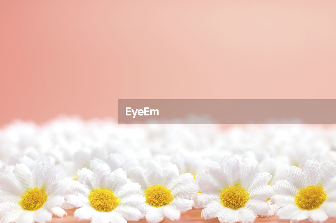 close-up of white flowering plant against pink background