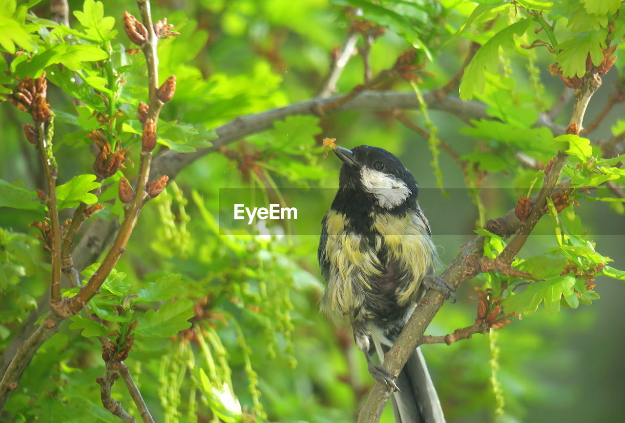 VIEW OF BIRD PERCHING ON TREE