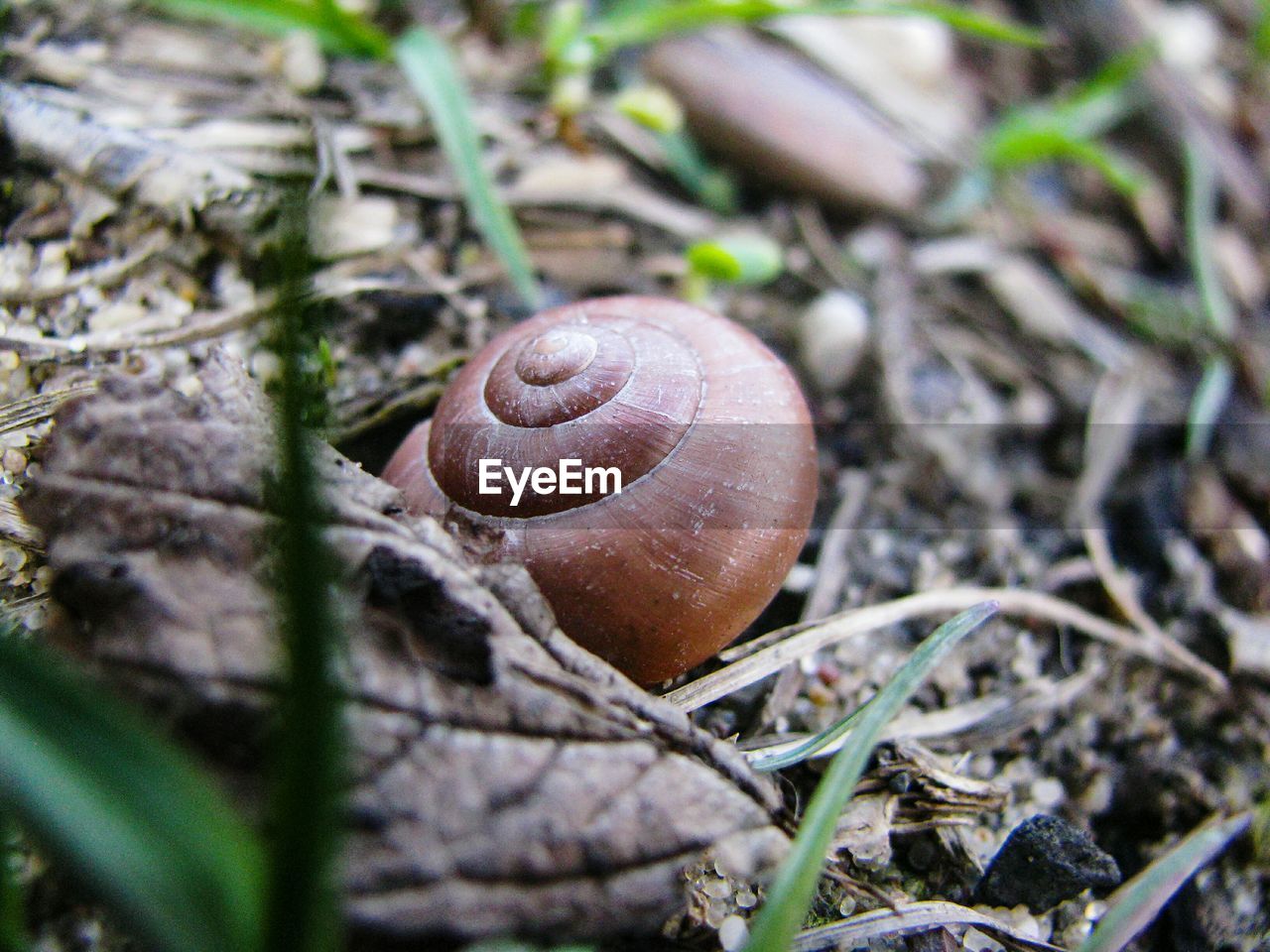 CLOSE-UP OF SNAIL ON DIRT ROAD