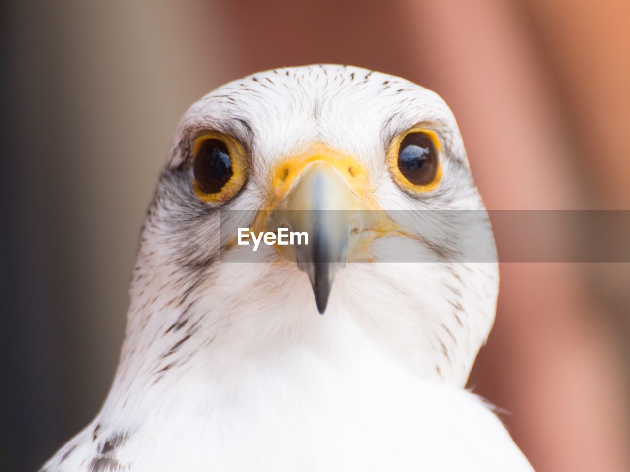 Close-up portrait of falcon
