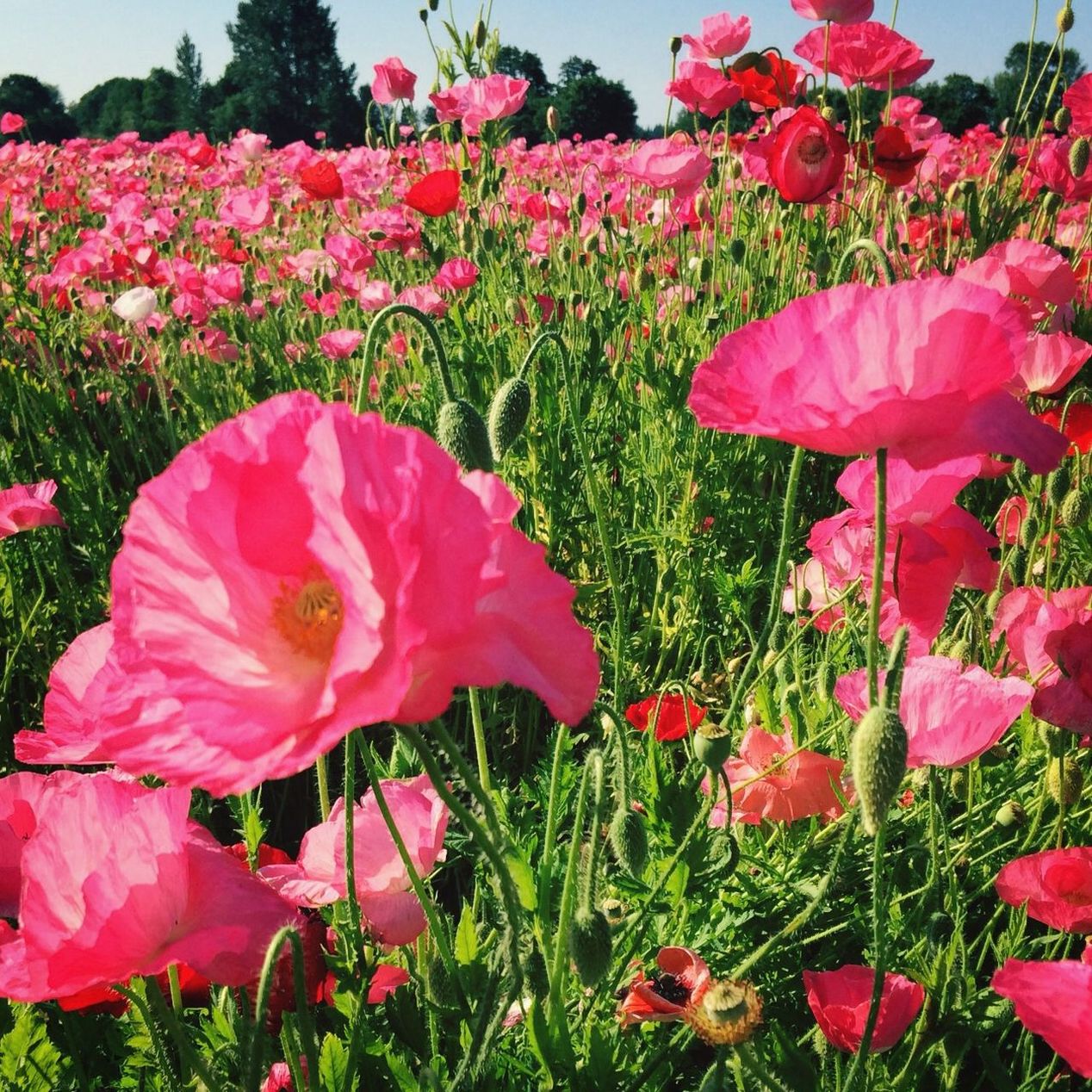 Blossoming pink poppy field