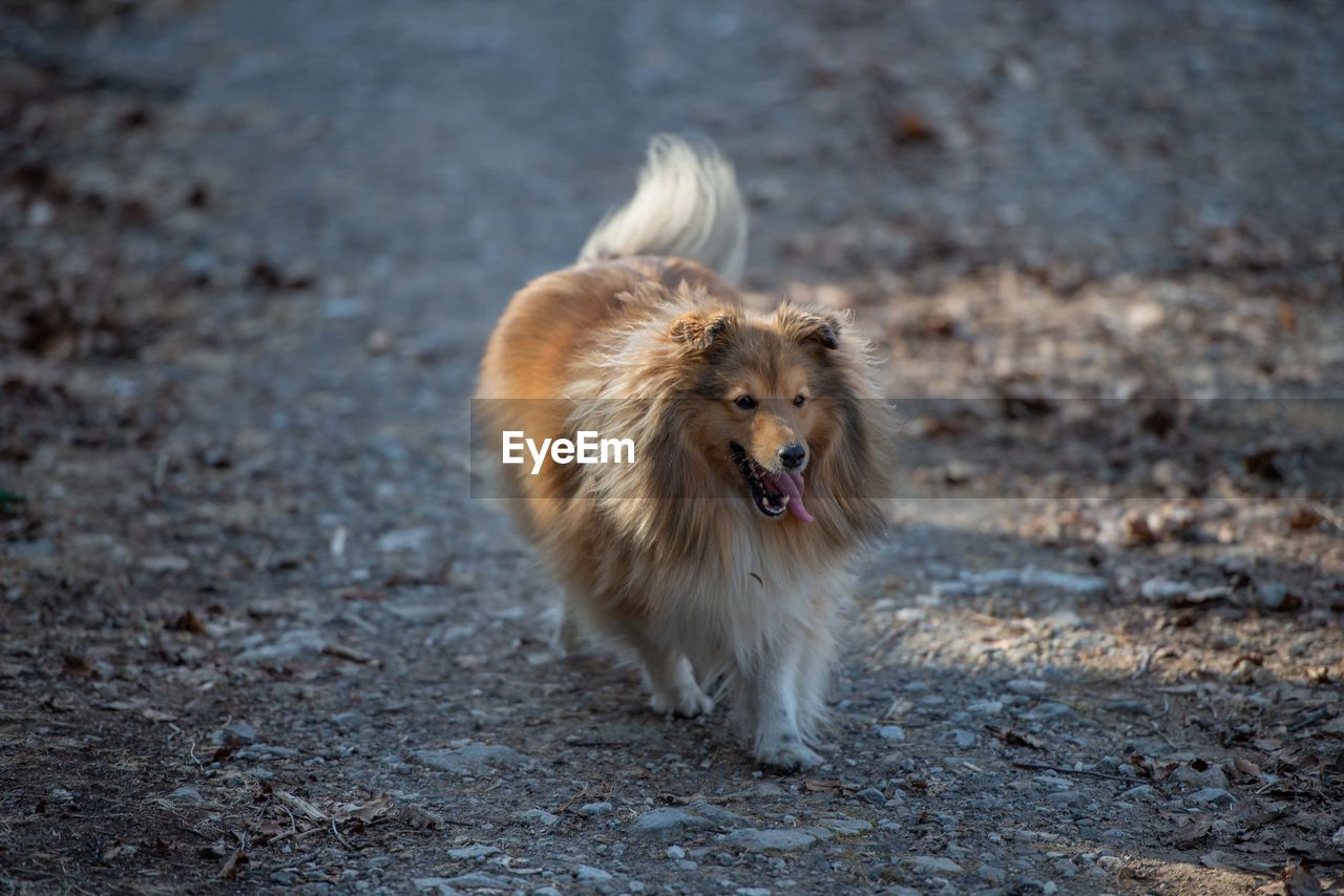 Portrait of dog running on ground