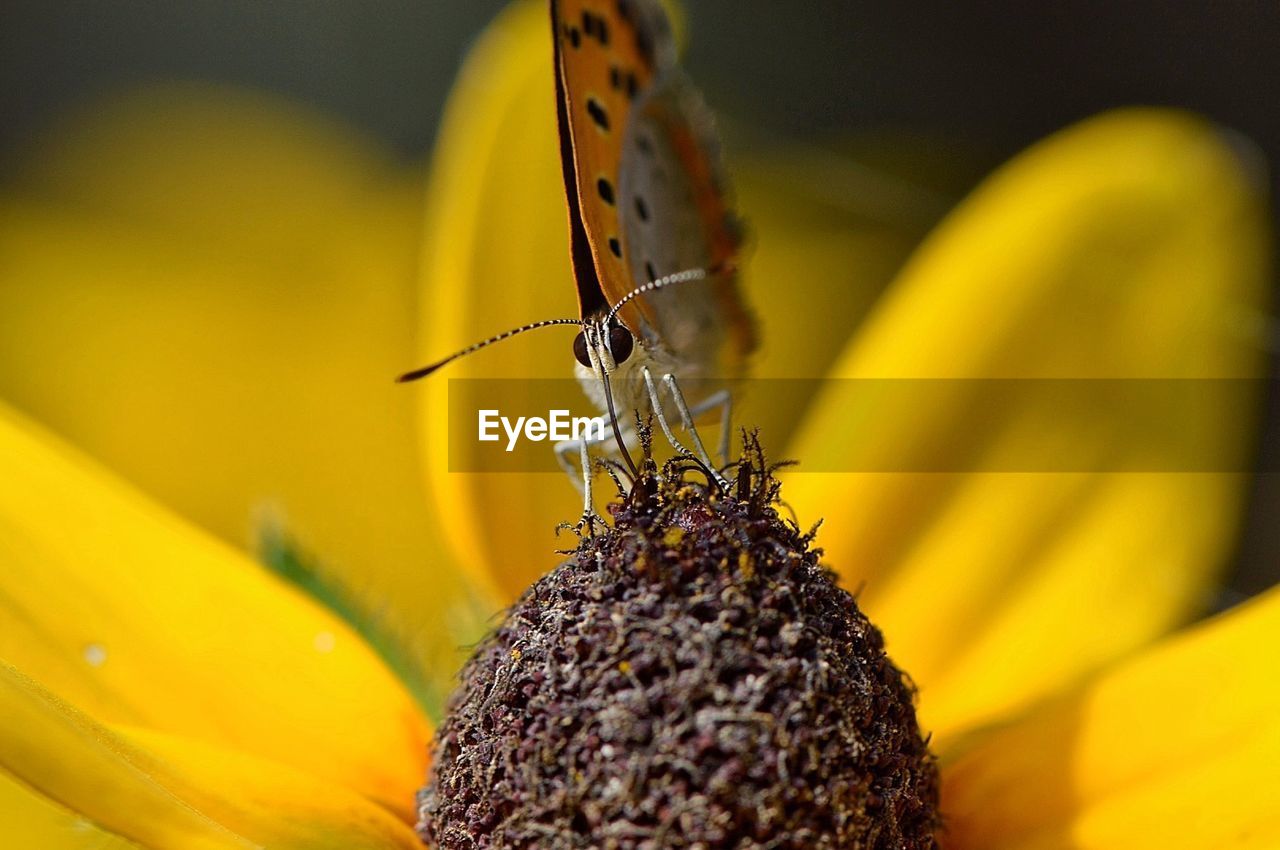 Close-up of butterfly pollinating on yellow flower