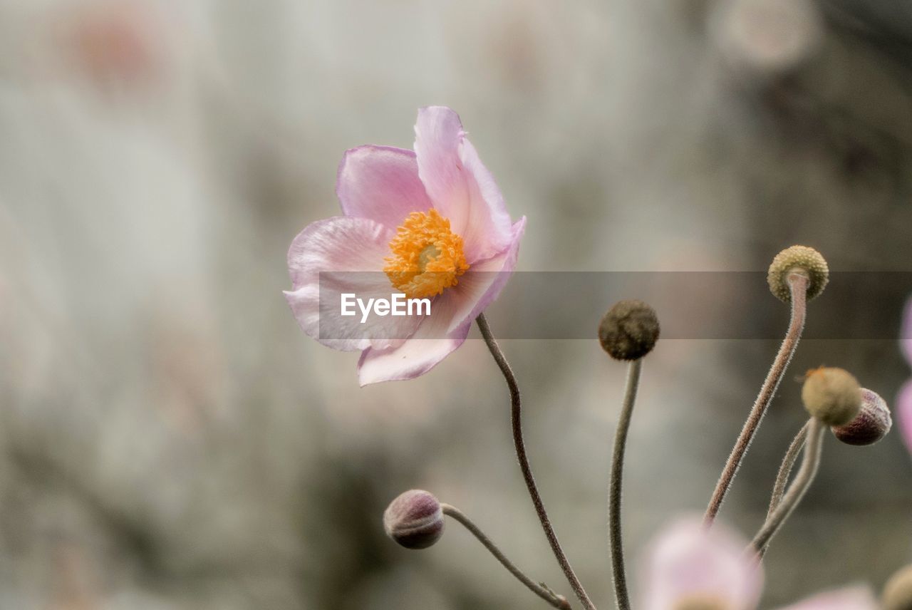 Close-up of pink flower