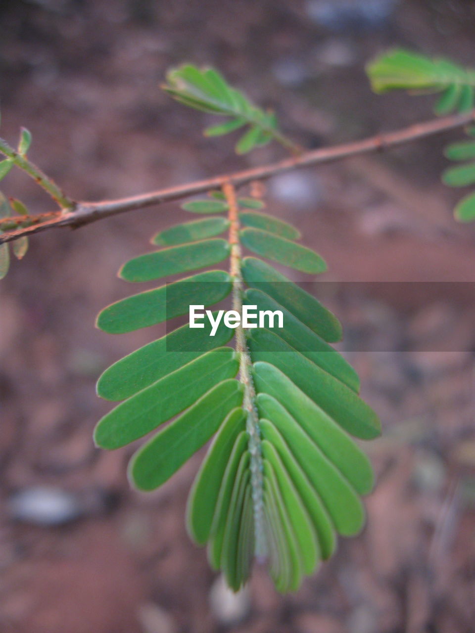 CLOSE-UP OF PLANT