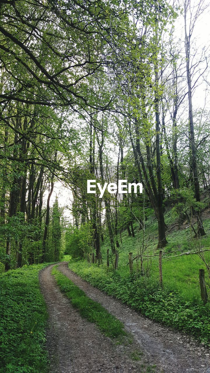 Scenic view of forest against sky