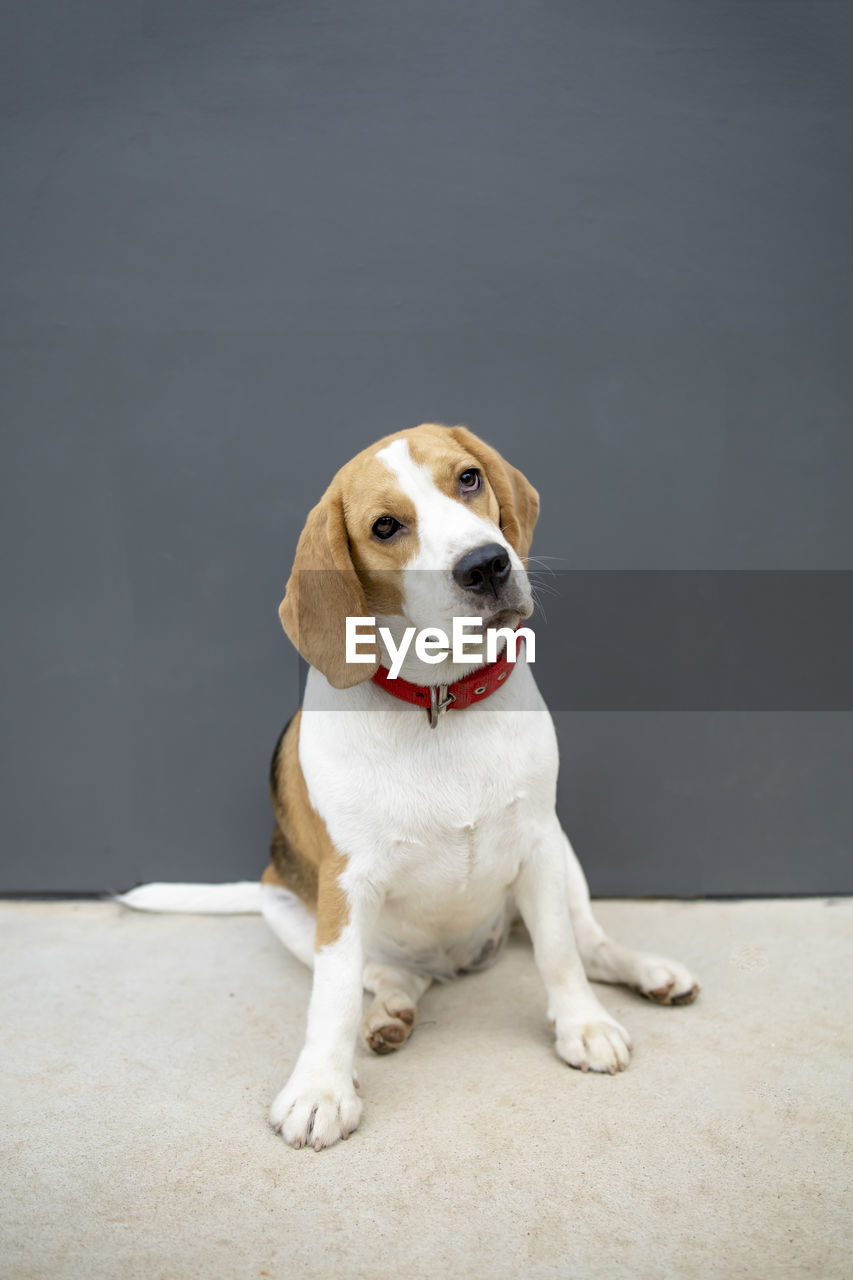 PORTRAIT OF WHITE DOG SITTING ON FLOOR