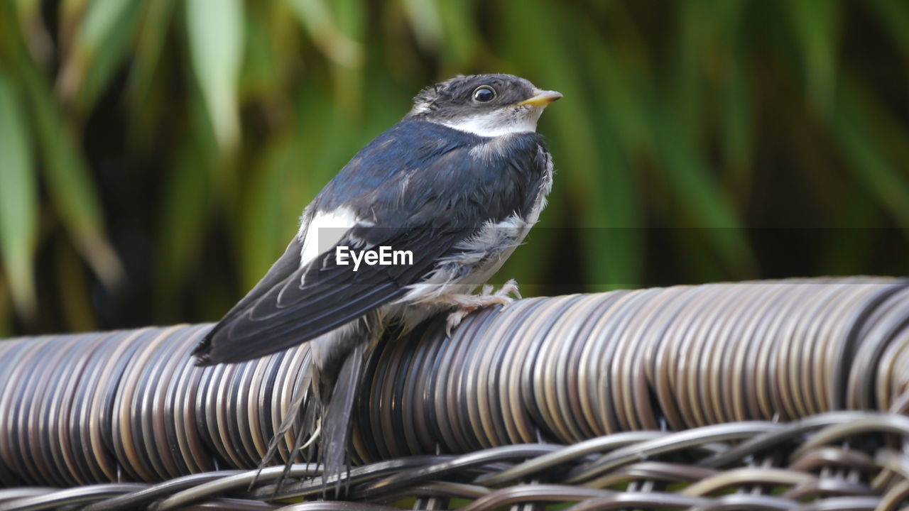 Close-up of bird perching on metal