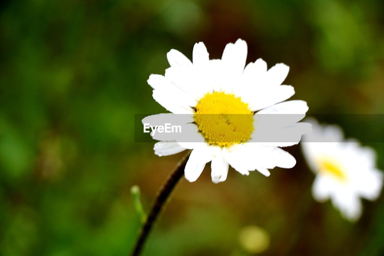 CLOSE-UP OF WHITE DAISY FLOWERS