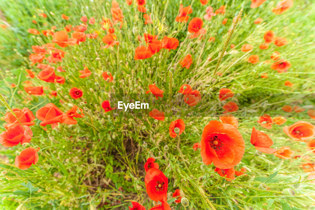 RED POPPY FLOWERS BLOOMING IN FIELD