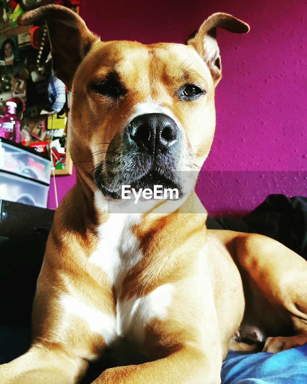 Portrait of pit bull terrier relaxing on bed at home