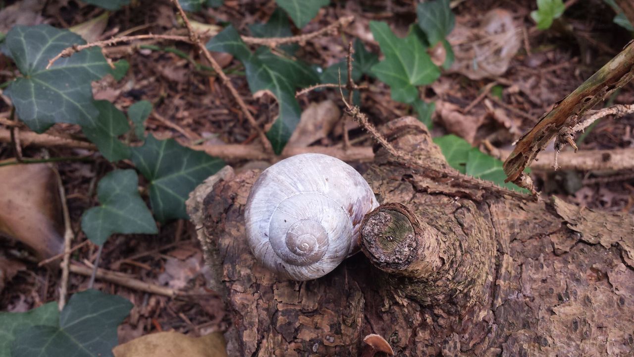 CLOSE-UP OF SNAIL IN MUSHROOMS