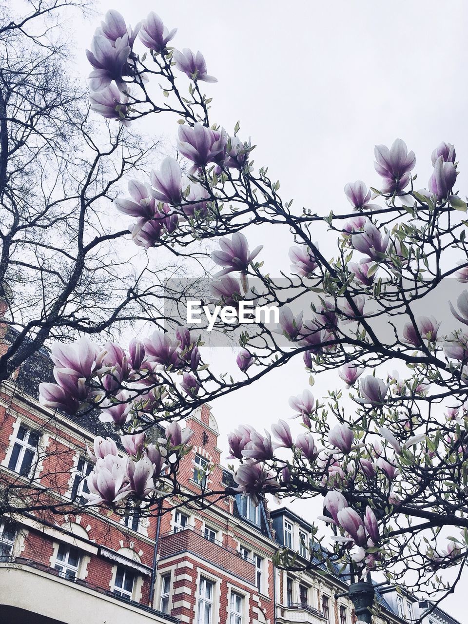 Low angle view of magnolia blossoms against sky