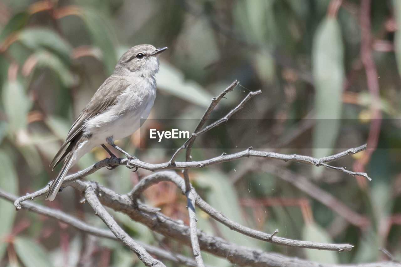 Close up of bird perching on branch