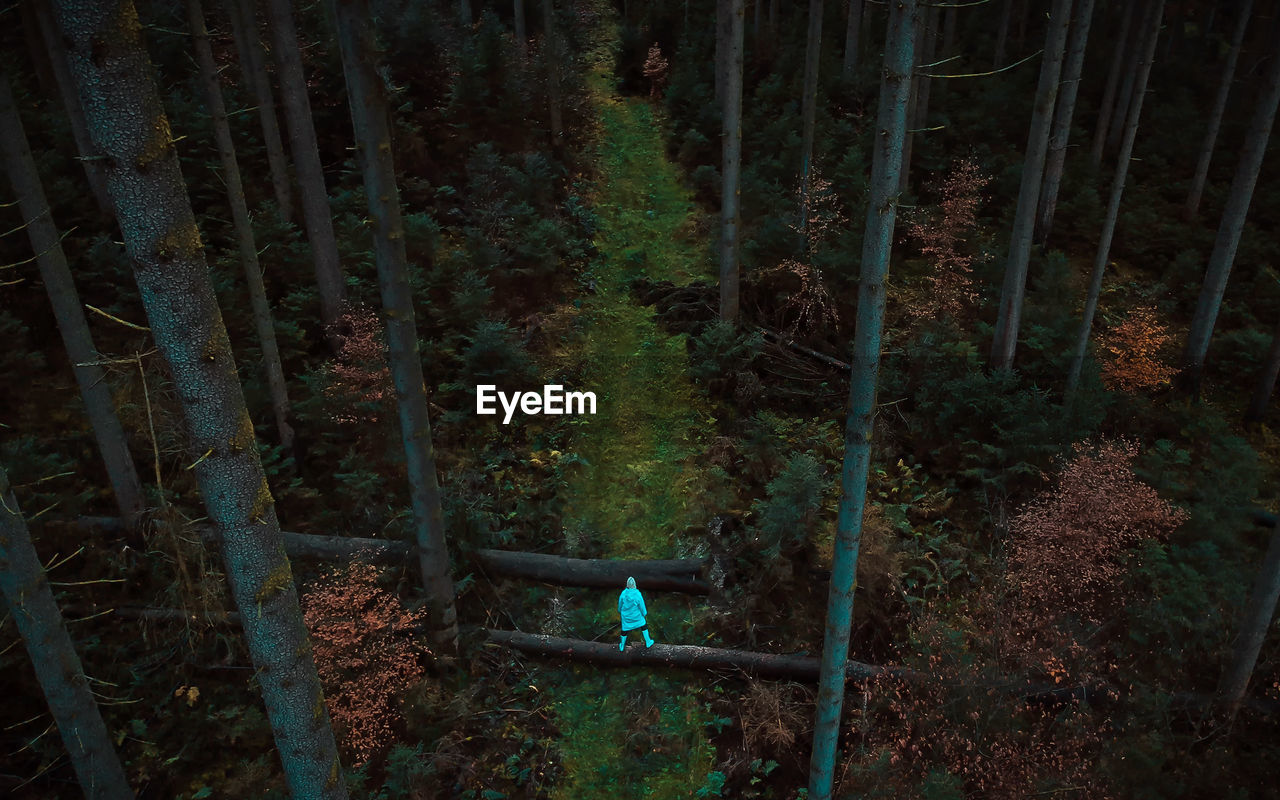 High angle view of woman standing on log amidst trees in forest