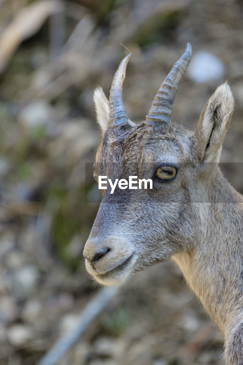 CLOSE-UP OF DEER ON LAND