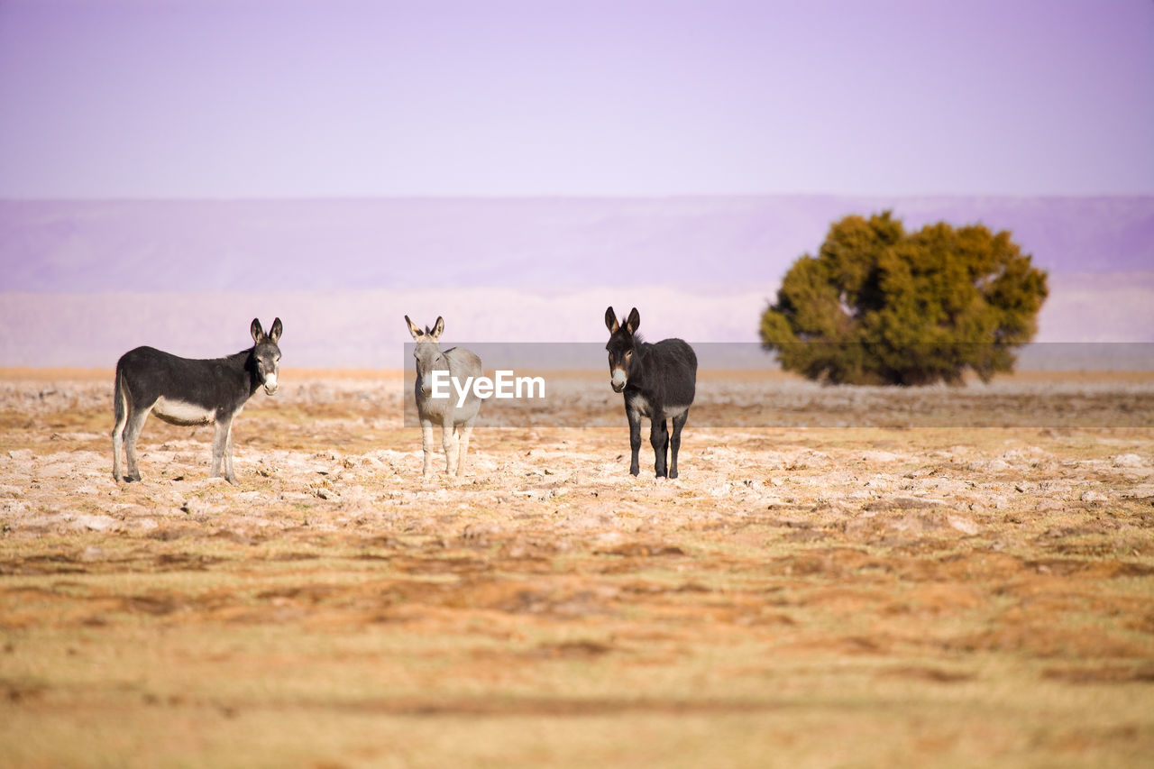 Donkeys on field