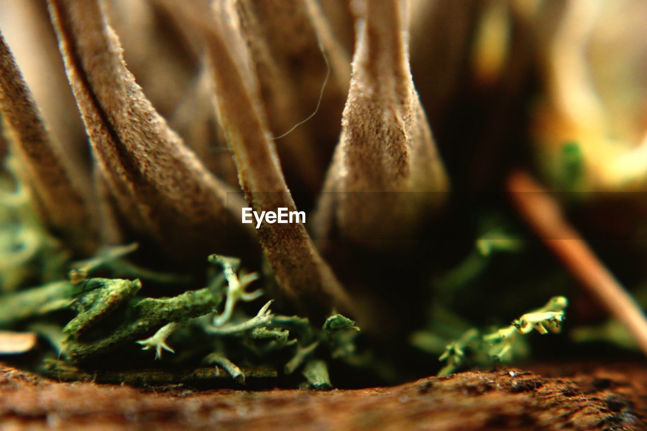 CLOSE-UP OF DEAD PLANT IN POT