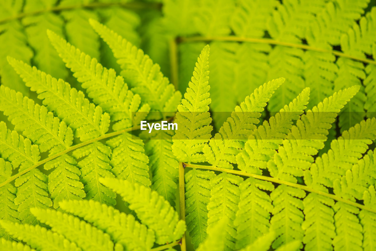 CLOSE-UP OF FERN LEAF