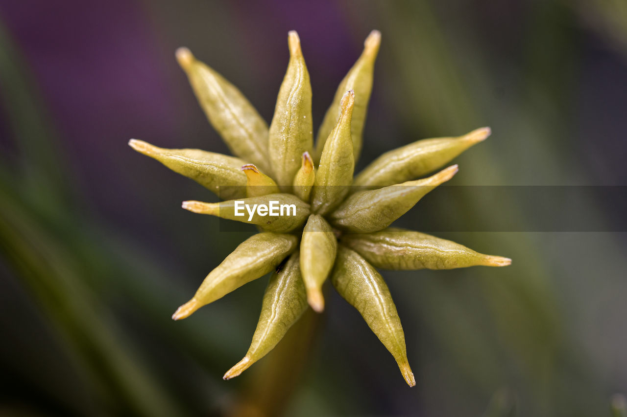 Close-up of flowering plant