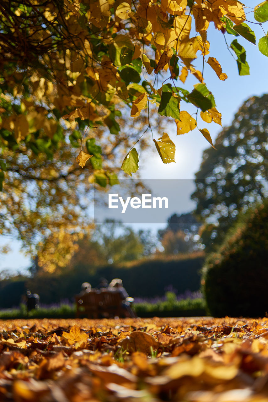 Autumn leaves on tree