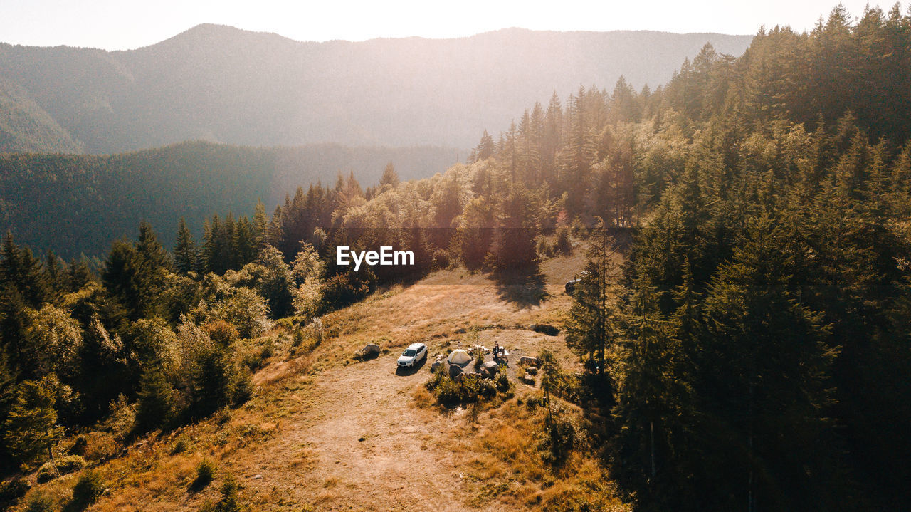 high angle view of trees in forest