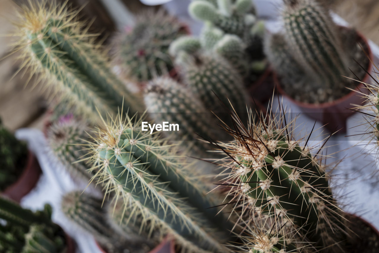 thorn, cactus, plant, succulent plant, nature, spiked, no people, growth, sharp, close-up, beauty in nature, thorns, spines, and prickles, green, outdoors, sign, day, food and drink, communication, food, selective focus, flower, warning sign, focus on foreground, land, macro photography