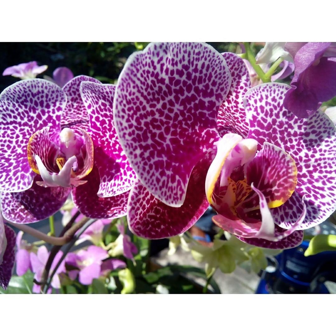 CLOSE-UP OF PINK ORCHIDS BLOOMING OUTDOORS