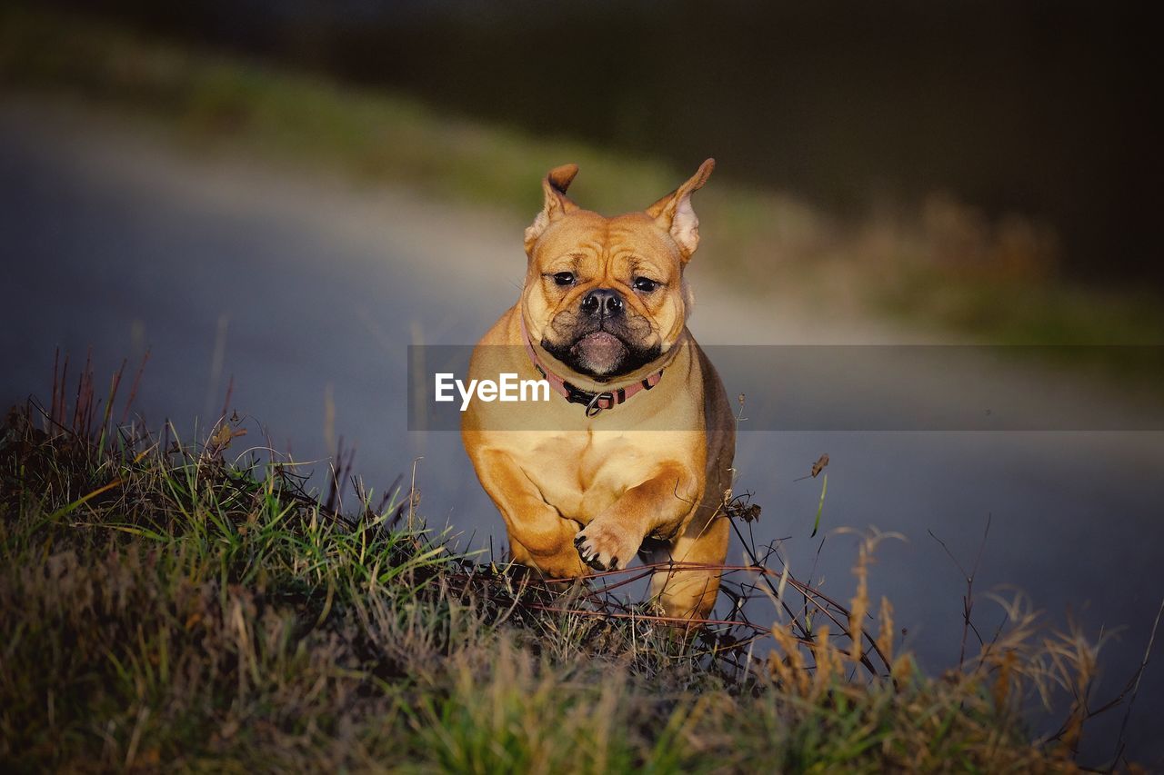 PORTRAIT OF DOG LOOKING AWAY