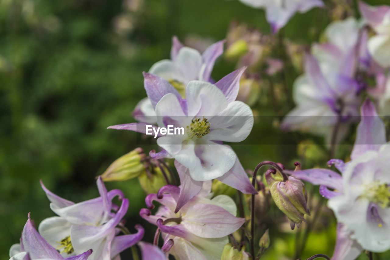 CLOSE-UP OF FLOWERS BLOOMING IN PLANT