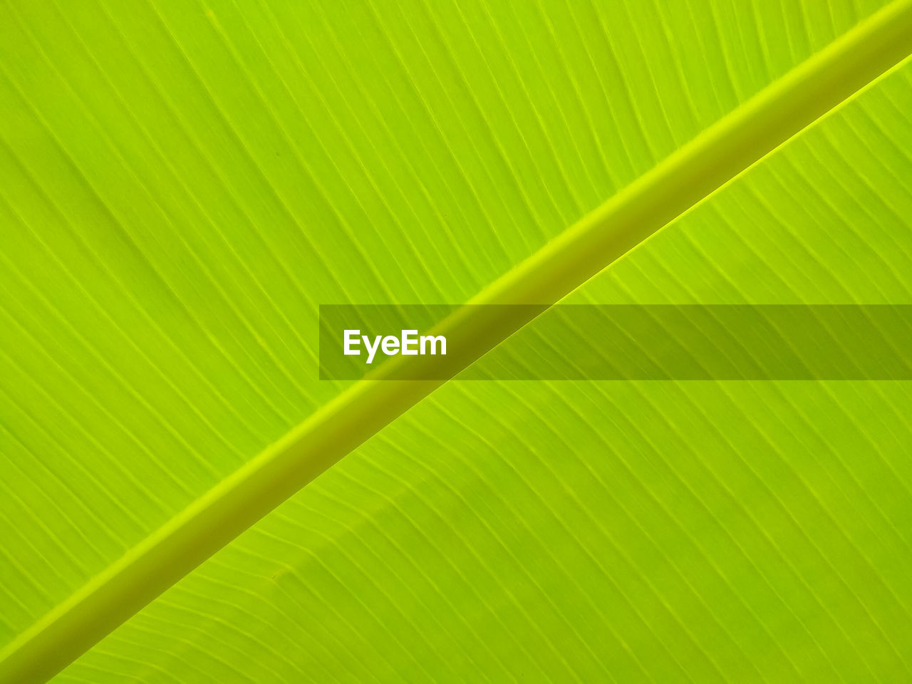 Pattern of banana leaf