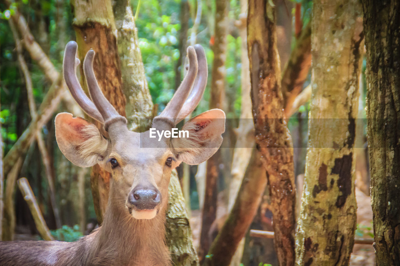 PORTRAIT OF DEER ON TREE