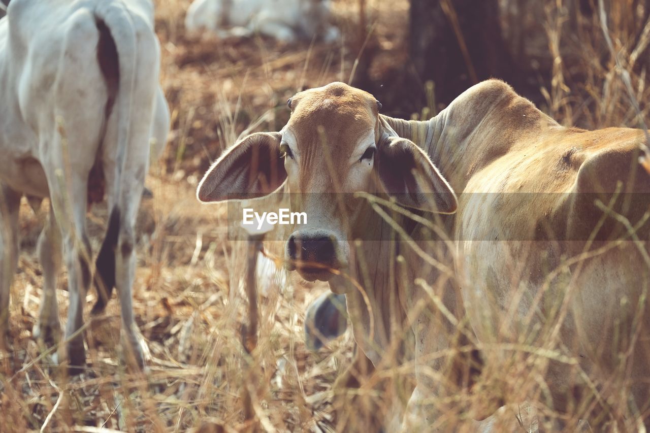 The cow in the meadow tropical grass cattle land.