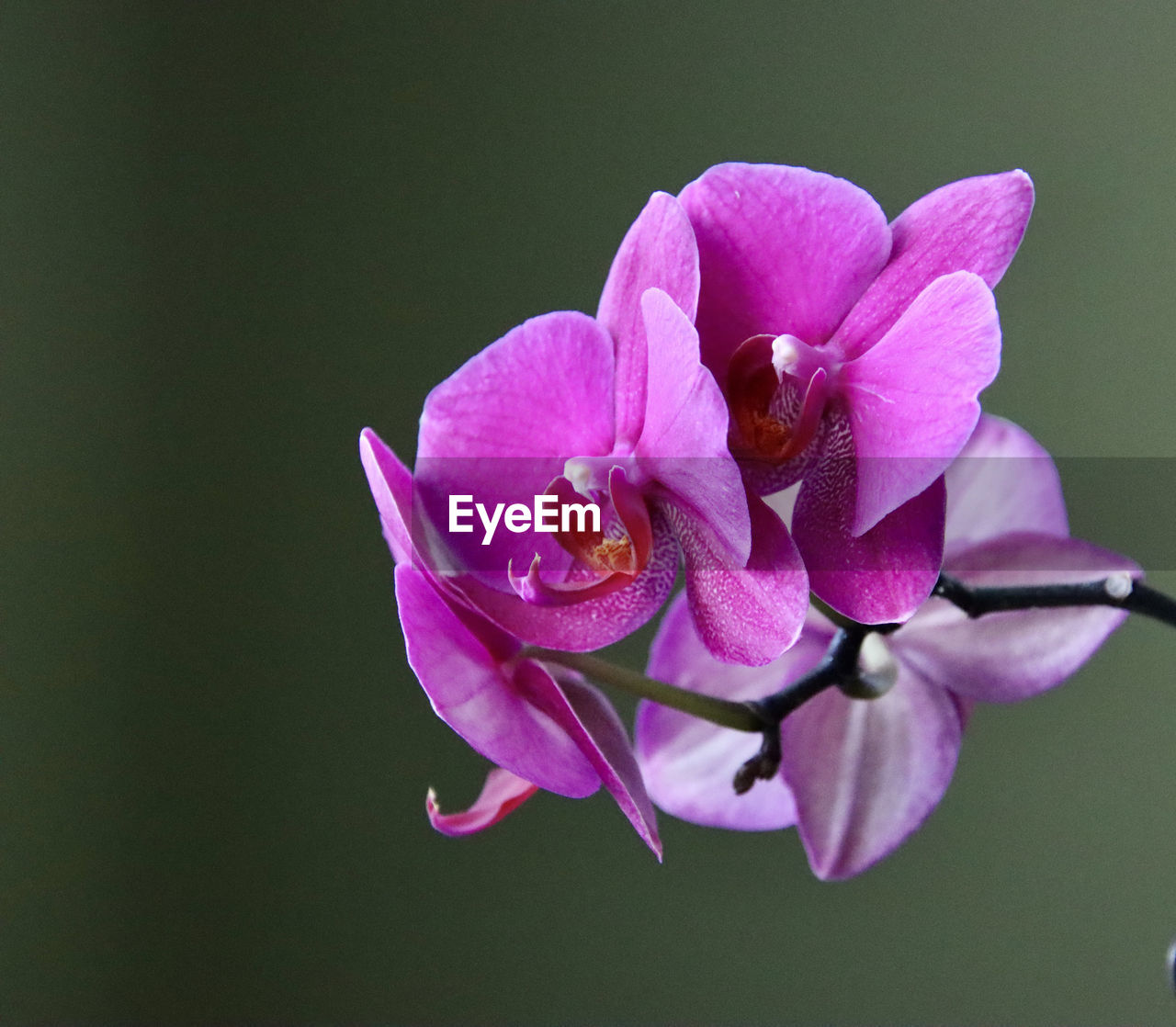 CLOSE-UP OF INSECT ON PINK ROSE