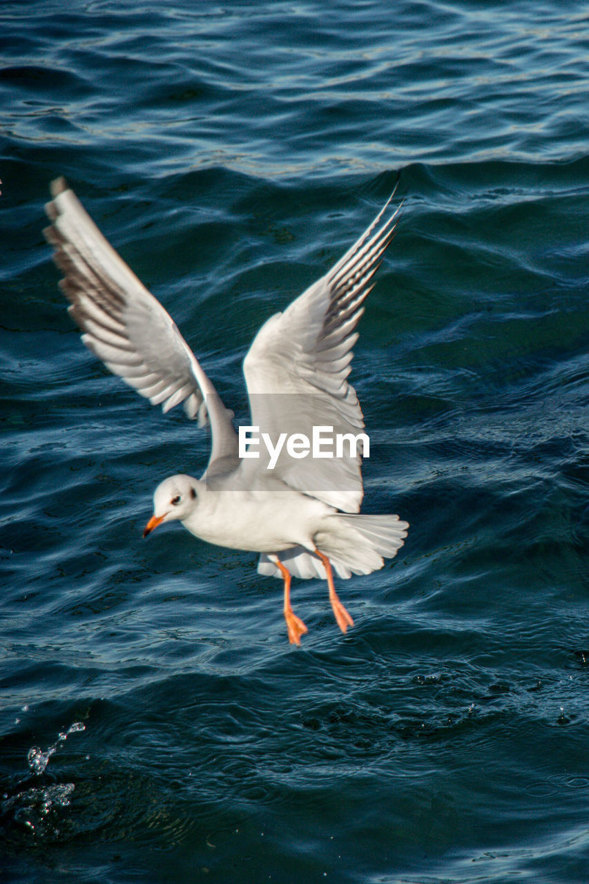 BIRD FLYING OVER SEA