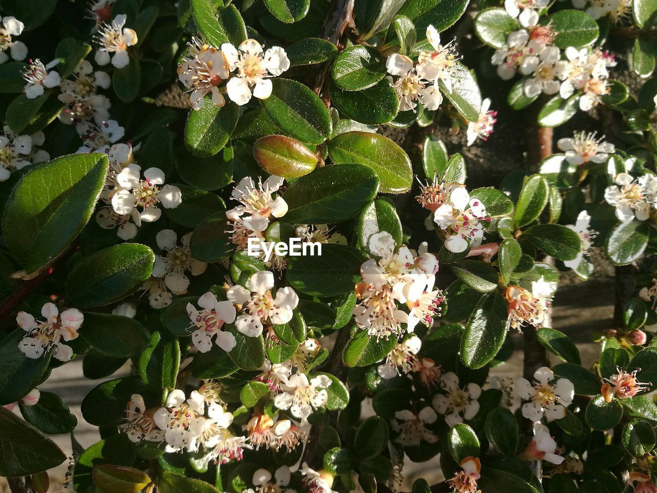 CLOSE-UP OF BLOOMING FLOWERS