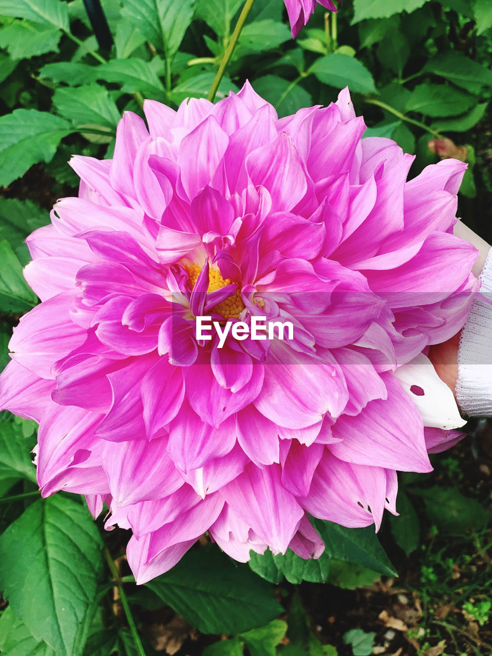 CLOSE-UP OF PINK AND PURPLE DAHLIA