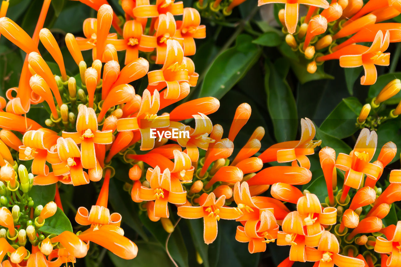 Close-up of orange flowering plants