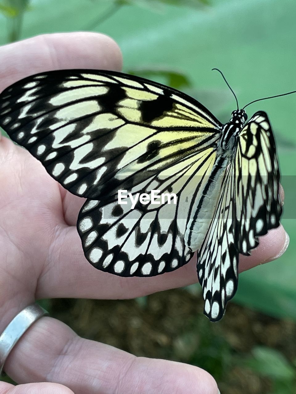 CLOSE-UP OF BUTTERFLY ON PERSON HAND HOLDING A LEAF