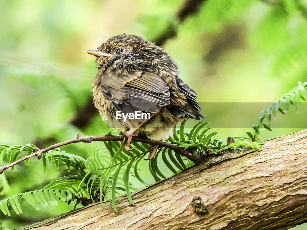 CLOSE-UP OF A BIRD PERCHING ON TREE