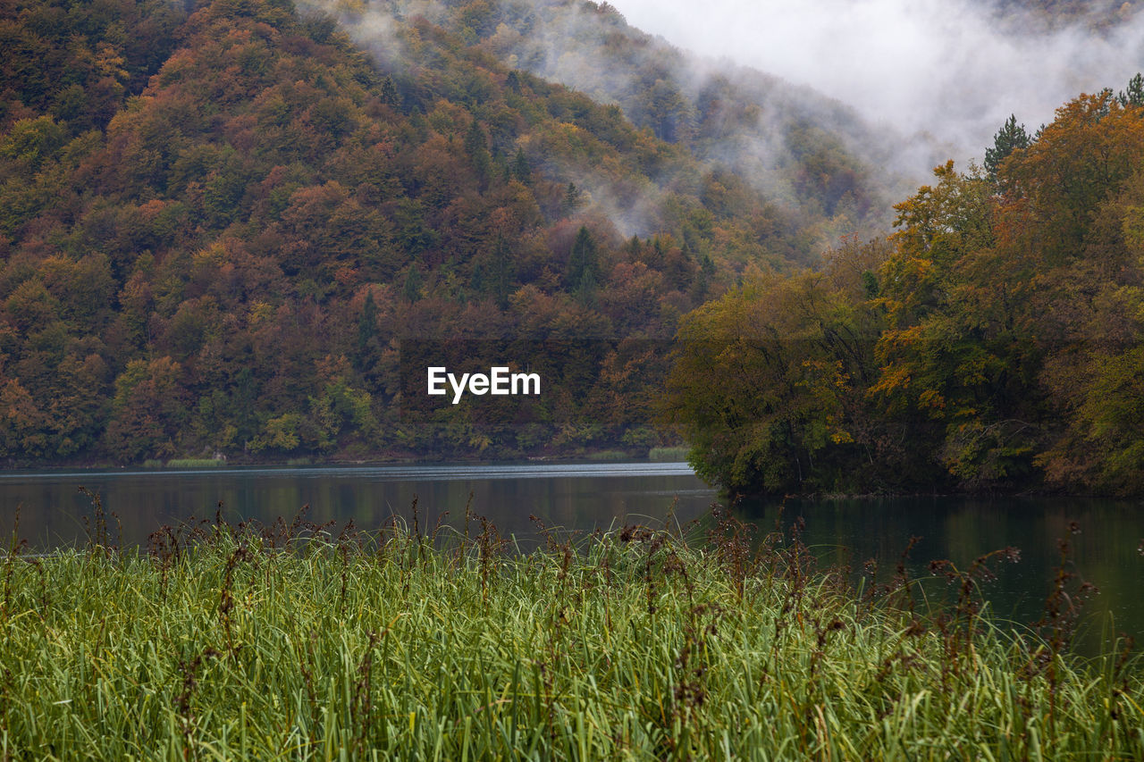 Scenic view of lake in forest during autumn