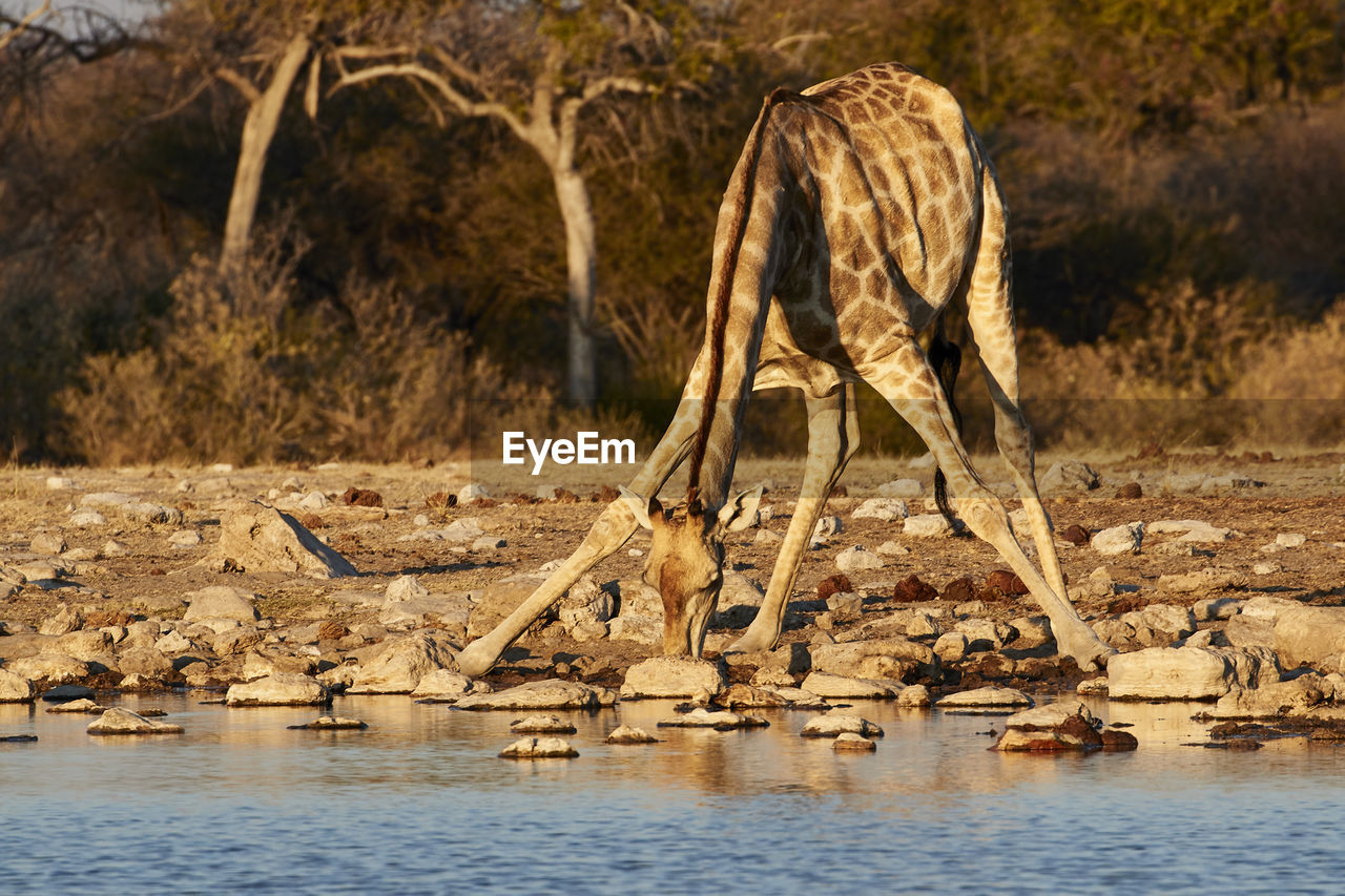 Giraffe drinking water